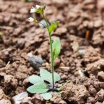 Globalny eksperyment ujawnia tempo ewolucji roślin w obliczu zmian klimatu