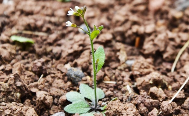 Globalny eksperyment ujawnia tempo ewolucji roślin w obliczu zmian klimatu