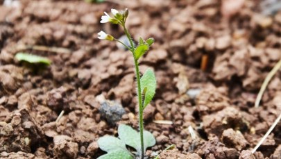 Globalny eksperyment ujawnia tempo ewolucji roślin w obliczu zmian klimatu