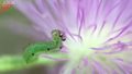 Głodna gąsienica zajada się kwiatem