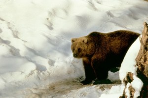 Głodne niedźwiedzie w Tatrach. Mogą zejść z gór do ludzi