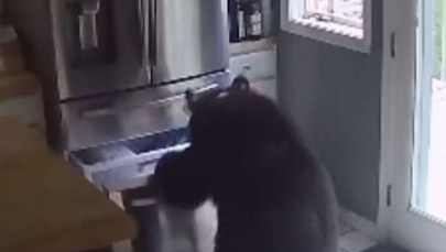 Głodny niedźwiedź dobrał się do lodówki. To były udane łowy