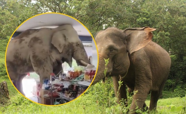 Głodny słoń na zakupach. Zobacz, jak plądrował sklep spożywczy