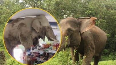 Głodny słoń na zakupach. Zobacz, jak plądrował sklep spożywczy