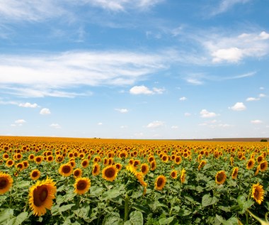 Głodu na Ukrainie nie będzie - zapewniają rolnicy