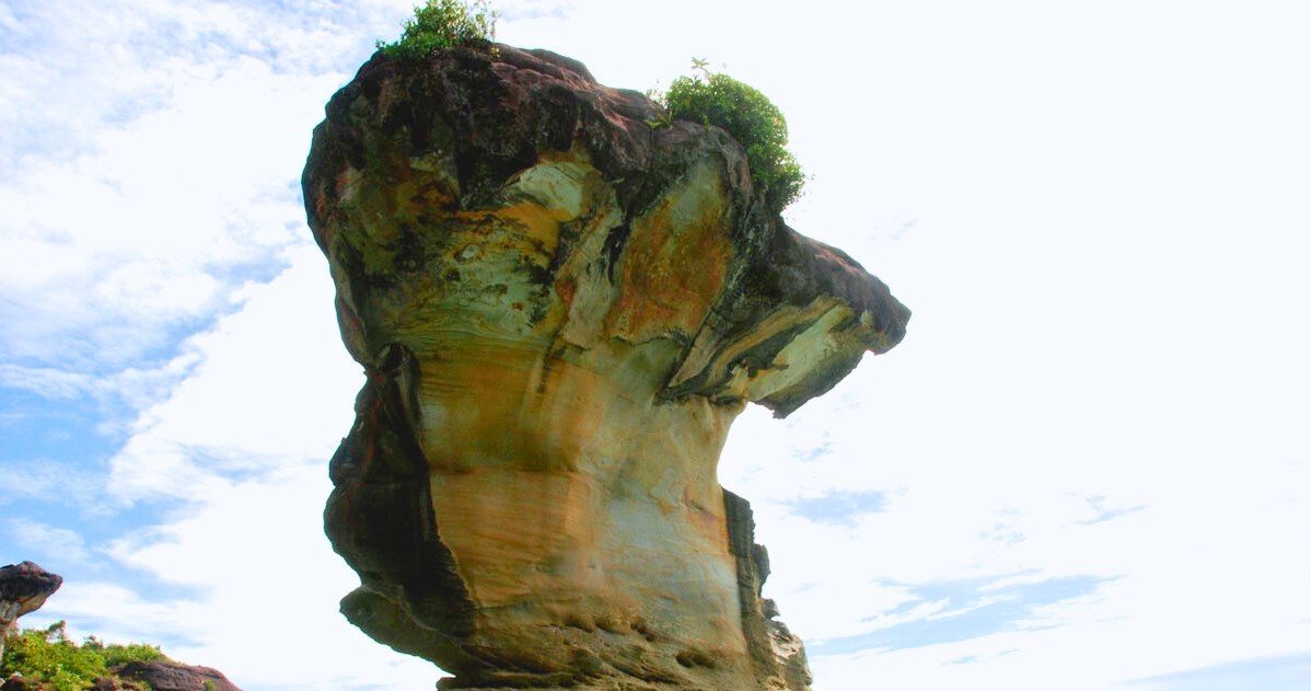 "Głowa kobry" była symbolem Parku Narodowego Bako na Borneo. /amrufm, CC BY 4.0 DEED /flickr.com