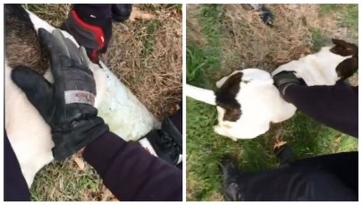 Głowa tego psiaka utknęła w metalowej rurze. Na ratunek ruszyli strażacy