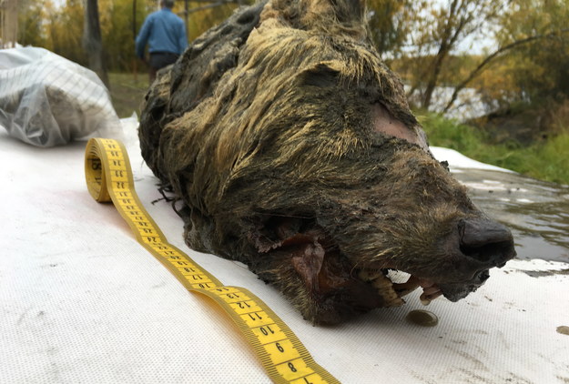 Głowa wilka sprzed 40 tysięcy lat /Academy of Science of Yakutia  /PAP/EPA