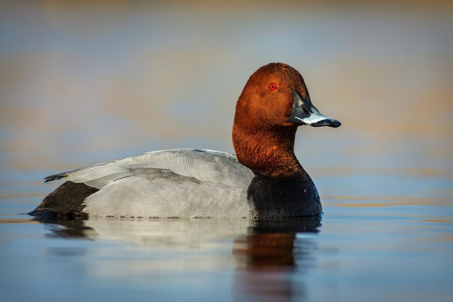 Głowienka zwyczajna (Aythya ferina) /shutterstock /