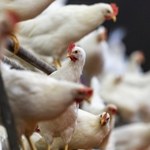 Główny Lekarz Weterynarii: Kurczaki skażone fipronilem mogły trafić do Polski