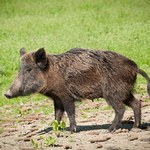 Główny Lekarz Weterynarii: odstrzał dzików potrzebny ze względu na ASF