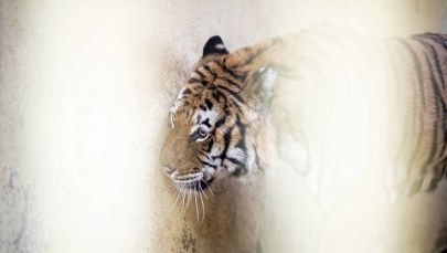 Główny Lekarz Weterynarii ws. tygrysów: Polskie służby weterynaryjne wywiązały się z zadań