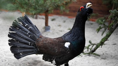 Głuszce na Babiej Górze rozpoczęły gody