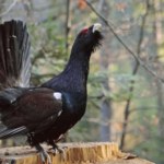 Głuszec, cietrzew i jarząbek. Mało znane leśne kuraki żyją w ukryciu