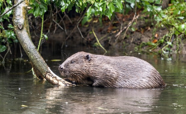 Gmina Czorsztyn dostała zgodę na odstrzał 60 bobrów