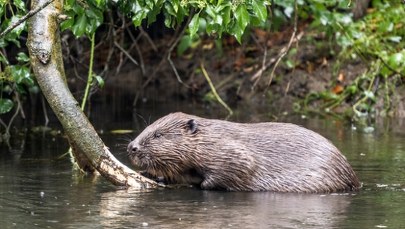 Gmina Czorsztyn dostała zgodę na odstrzał 60 bobrów