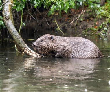 Gmina Czorsztyn dostała zgodę na odstrzał 60 bobrów