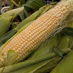 GMO: Mamy 3 tys. hektarów nielegalnych upraw