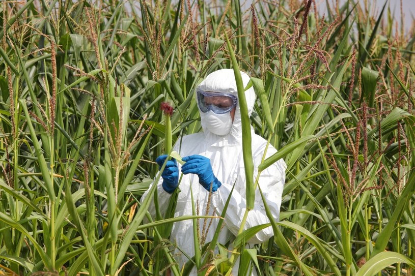 GMO od lat wzbudza strach, zdaniem wielu naukowców często bezpodstawnie /123RF/PICSEL