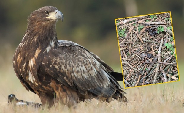 Gniazdo bielika zniszczone, dwa pisklęta martwe. Leśnicy nie wierzą w przypadek