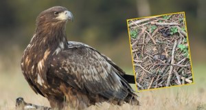 Gniazdo bielika zniszczone, dwa pisklęta martwe. Leśnicy nie wierzą w przypadek