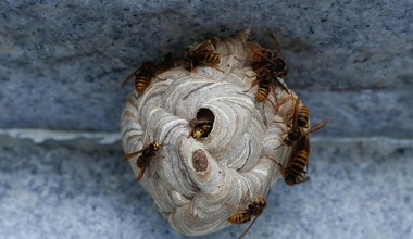 Gniazdo os albo szerszeni pod dachem domu. Co robić? 