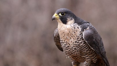 Gniazdo sokoła na Kościelcu. TPN zamyka drogi wspinaczkowe