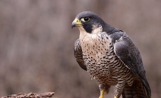 Gniazdo sokoła w rejonie Kazalnicy Cubryńskiej. TPN wprowadza ograniczenia