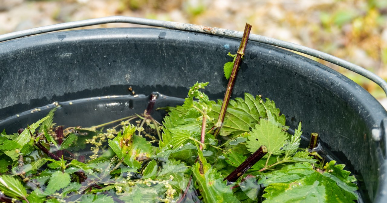 Gnojówka z pokrzywy przynosi w ogrodzie dużo dobrego, ale istnieją wyjątki. Nie nawoź nią czosnku, bo w ten sposób możesz mu zaszkodzić /123RF/PICSEL