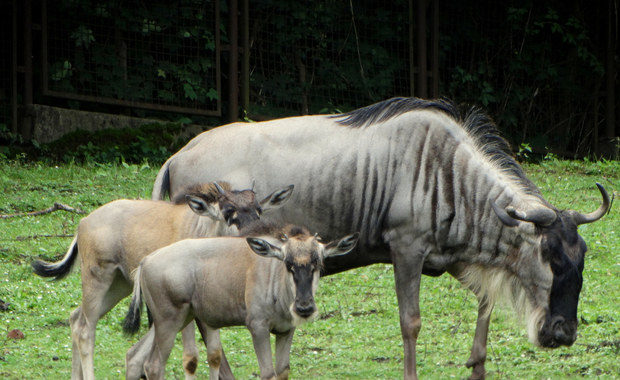 ​Gnu białobrode przyszły na świat we wrocławskim zoo. Zobaczcie urocze maluchy!