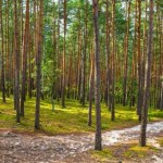 Godzina drogi z Warszawy i jesteś w innym świecie. To przyrodnicza perełka
