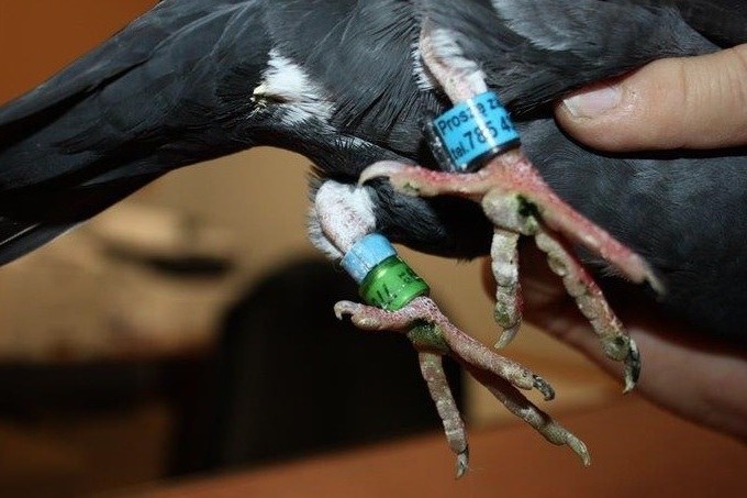 Gołąb, któremu pomogli celnicy /Izba Administracji Skarbowej w Olsztynie /