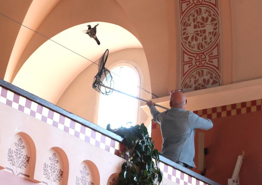 Gołąb opóźnił rozpoczęcie matury /ANDRZEJ SZKOCKI/POLSKA PRESS/Polska Press /