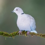 Gołąb z sierpem i czerwonymi oczami opanował Polskę. Wykorzystał wojnę