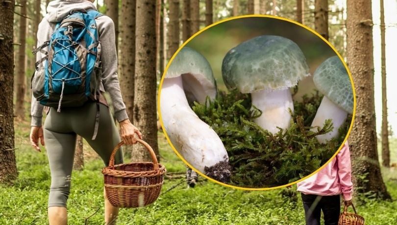 Gołąbek zielonawy – jak rozpoznać, zbierać i wykorzystać w kuchni? /Shutterstock