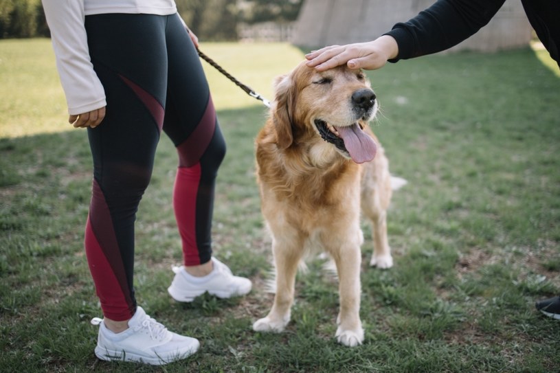 Golden retriever uwielbia ruch i szybko zaprzyjaźnia się z ludźmi /123RF/PICSEL