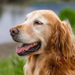 Golden retrievery mogą żyć dłużej. Wszystko dzięki jednemu genowi  