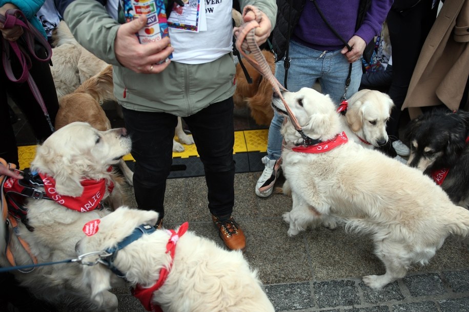 Golden retrievery od lat kwestują na krakowskim rynku /	Łukasz Gągulski /PAP
