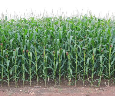 Goldman Sachs podnosi prognozy dla kontraktów terminowych na kukurydzę, soję i pszenicę