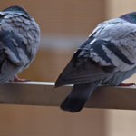 Gołębie atakują twój balkon? Zobacz, jak możesz z nimi walczyć