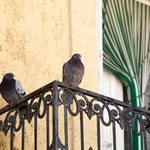 Gołębie brudzą balkon i parapety? W ten sposób łatwo ją wyczyścisz