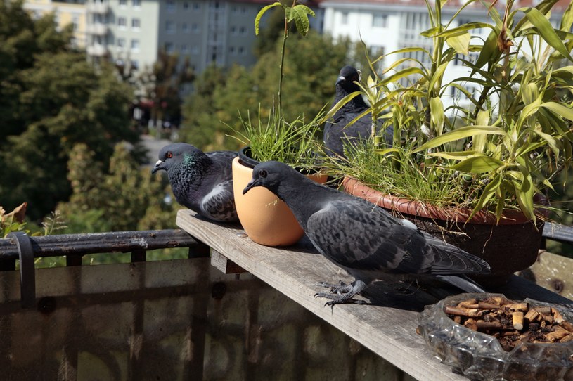 Gołębie lubią wykorzystywać balkony i inne części budynków do budowania gniazd. Jeśli są w nich jaja lub pisklęta - nie wolno ich przenosić /Weiman, P. /Agencja FORUM