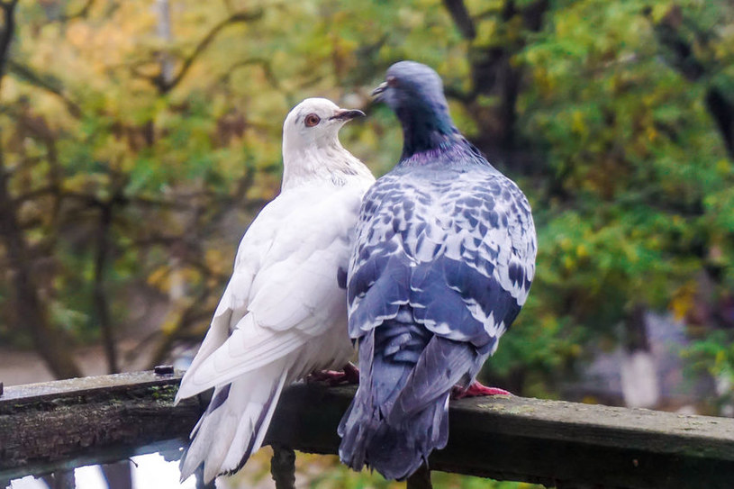 Gołębie na balkonie /&copy;123RF/PICSEL