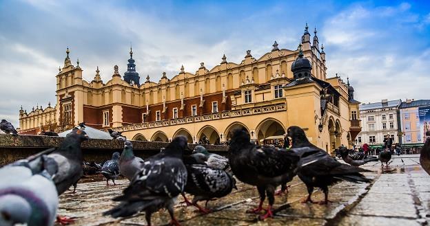 Gołębie na krakowskim Rynku Głównym /&copy;123RF/PICSEL