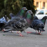 Gołębie są w miastach całego świata. Aż trudno uwierzyć, skąd się wzięły