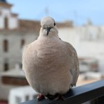 Gołębie siadają na balkonie? Zrób to, a więcej nie podlecą