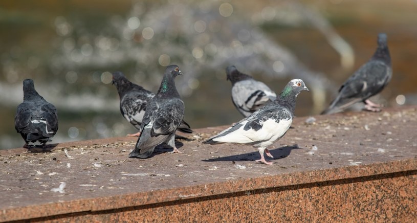 Gołębie utrudniają życie /&copy;123RF/PICSEL