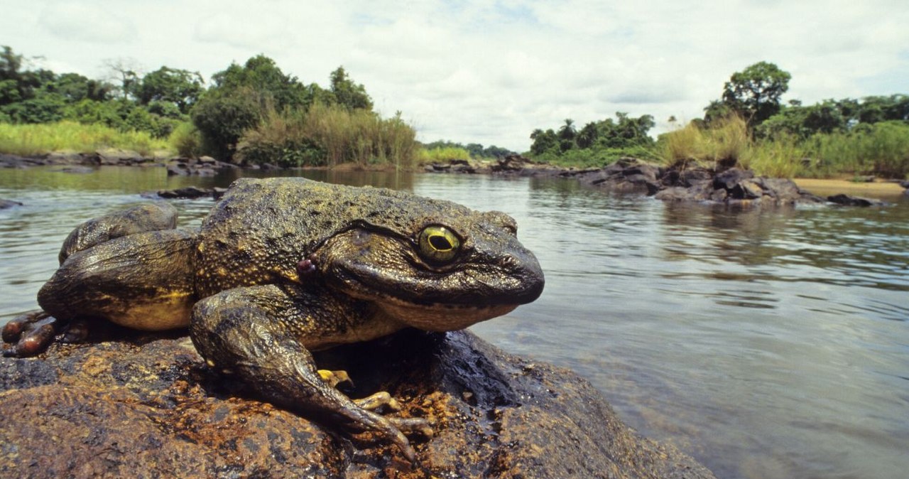 Goliat płochliwy jest największą żabą na świecie /Daniel Heuclin/Bios Photo /East News