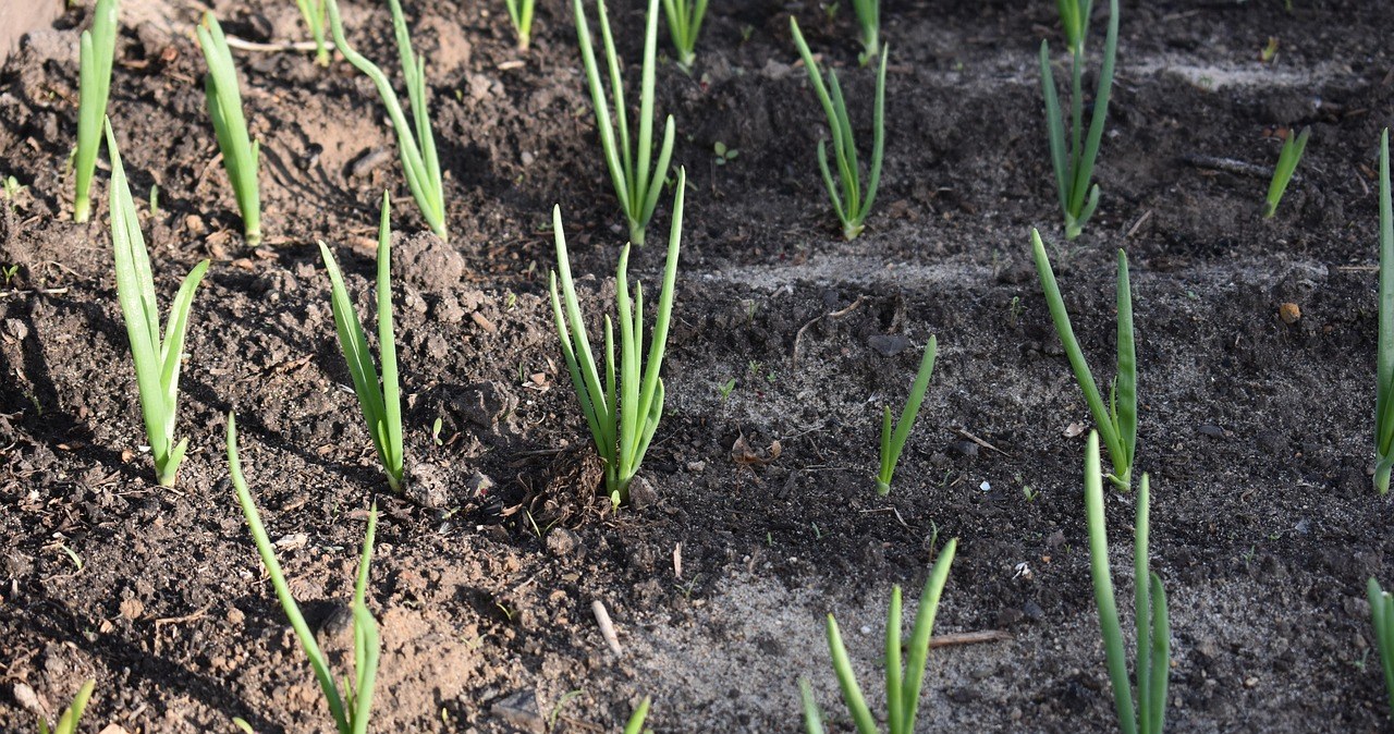 Головна мета обробки цибулі-сівка - знищення патогенів, це захищає рослину від розвитку хвороб під час росту /pixabay.com