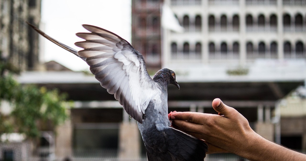 Голуби - це романтично, але далеко не завжди безпечно /pixabay.com